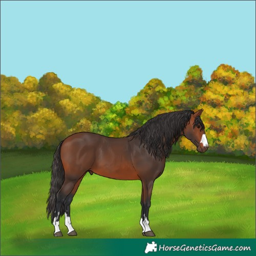 Horse Color:Bay 