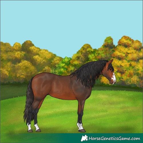 Horse Color:Bay 