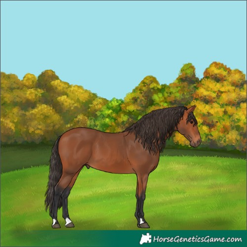 Horse Color:Bay 
