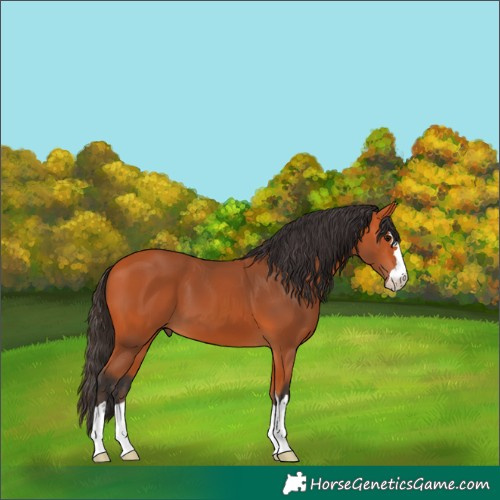 Horse Color:Bay 