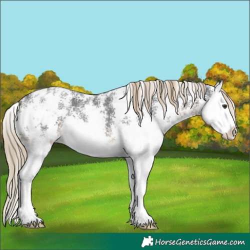 Horse Color:Liver Chestnut Sabino Splash Varnish 
