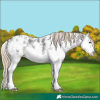 Horse Color:Liver Chestnut Sabino Splash Appaloosa