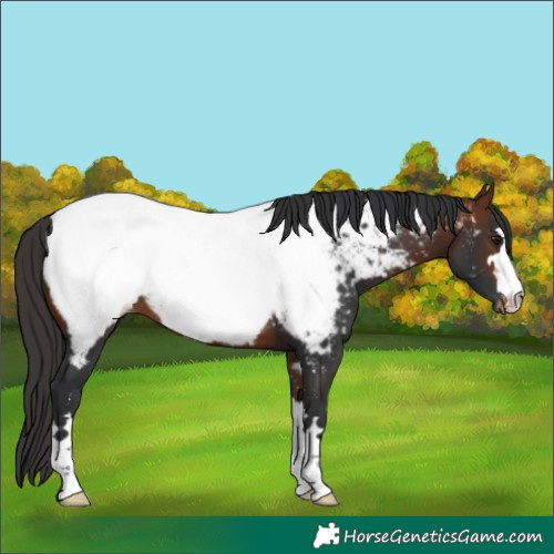 Horse Color:Bay Near Fewspot 