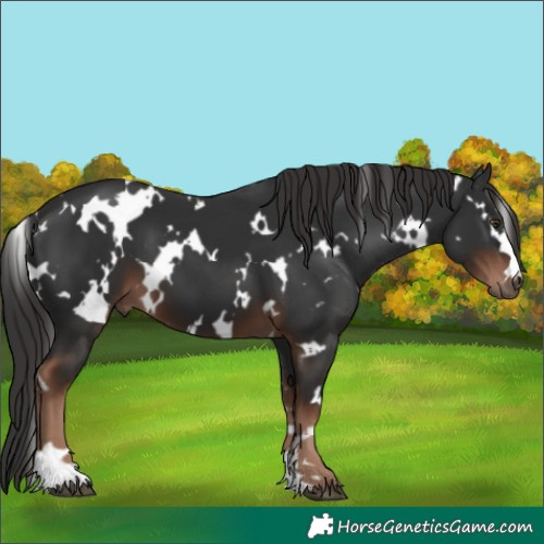 Horse Color:White Spotted Liver Chestnut