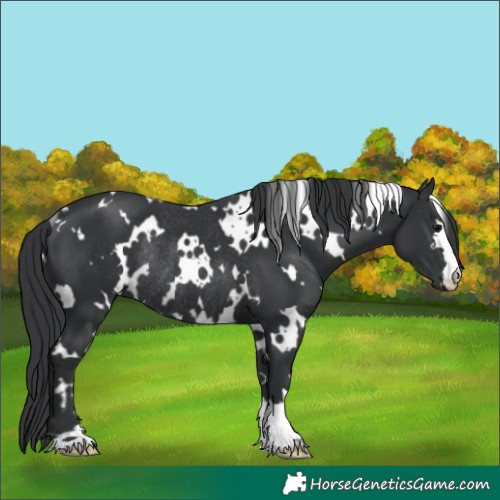 Horse Color:White Spotted Black Rabicano 