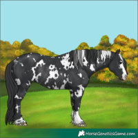 Horse Color:White Spotted Black Rabicano