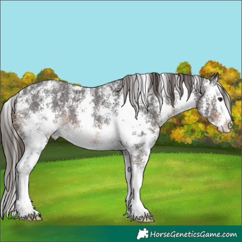 Horse Color:Liver Chestnut Sabino Splash 