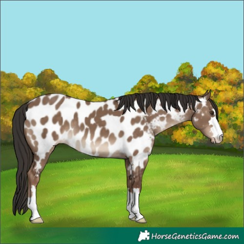 Horse Color:Liver Red Dun Appaloosa 