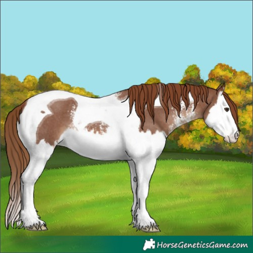 Horse Color:Chestnut Sabino Splash Tobiano 