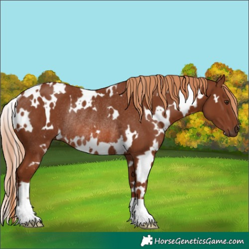 Horse Color:White Spotted Chestnut Rabicano