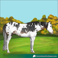 Horse Color:White Spotted Liver Chestnut Splash Appaloosa Rabicano