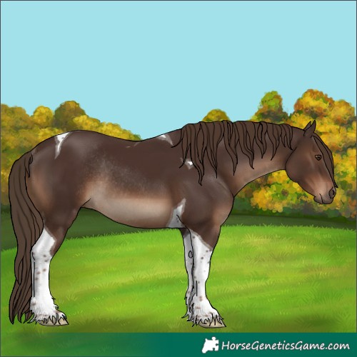 Horse Color:Liver Chestnut Tobiano Rabicano 