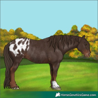 Horse Color:Liver Chestnut Appaloosa Rabicano 