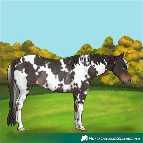 Horse Color:White Spotted Liver Chestnut Rabicano 