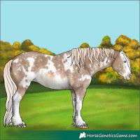 Horse Color:White Spotted Chocolate Palomino Sabino Splash 