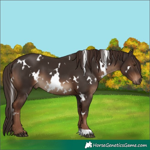 Horse Color:White Spotted Liver Chestnut 