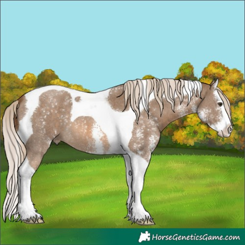 Horse Color:Chocolate Palomino Sabino Splash Tobiano