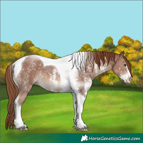Horse Color:Chestnut Sabino Tobiano 