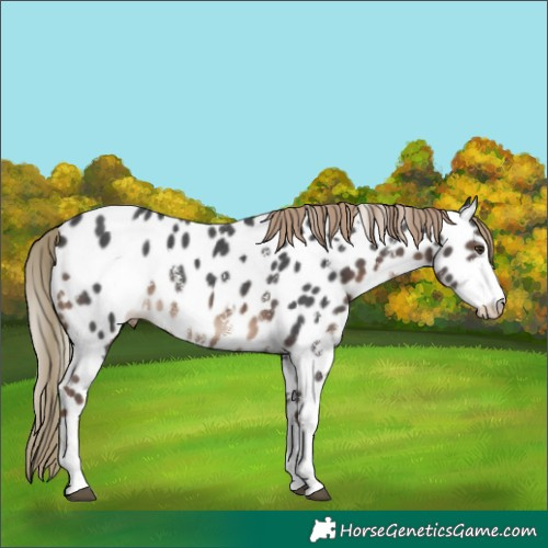 Horse Color:White Spotted Liver Chestnut Sabino Appaloosa Rabicano