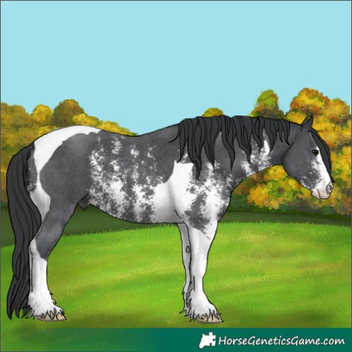 Horse Color:Black Sabino Tobiano 