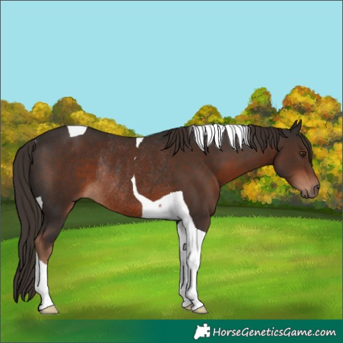 Horse Color:Liver Chestnut Tobiano Rabicano 