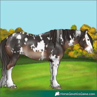 Horse Color:White Spotted Liver Chestnut Splash