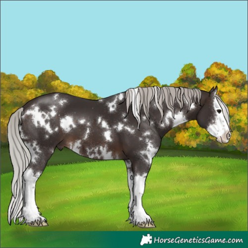 Horse Color:White Spotted Silver Brown Splash 