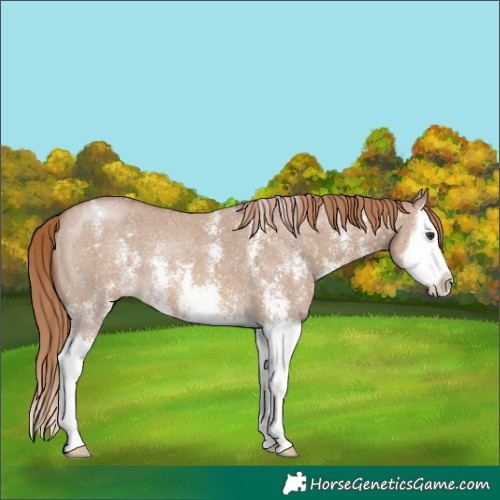 Horse Color:Red Dun Sabino Splash 