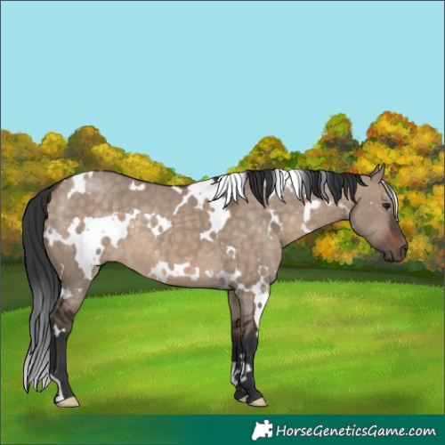 Horse Color:White Spotted Brown Dun 