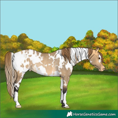 Horse Color:White Spotted Buckskin Dun Appaloosa Rabicano 