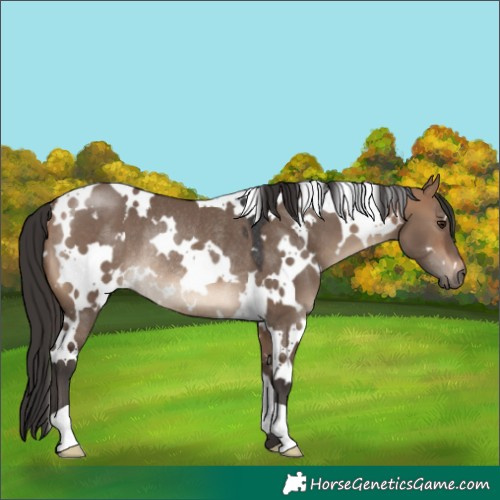 Horse Color:White Spotted Bay Dun Rabicano 