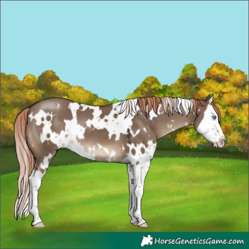 Horse Color:White Spotted Liver Red Dun Splash