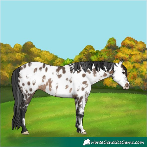 Horse Color:White Spotted Brown Dun Near Leopard 
