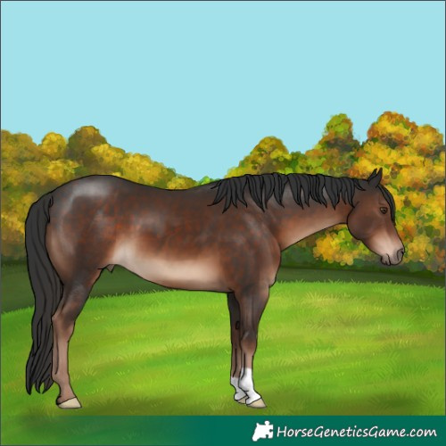 Horse Color:Liver Chestnut 