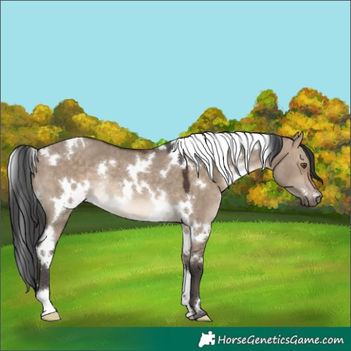 Horse Color:White Spotted Bay Dun Rabicano 