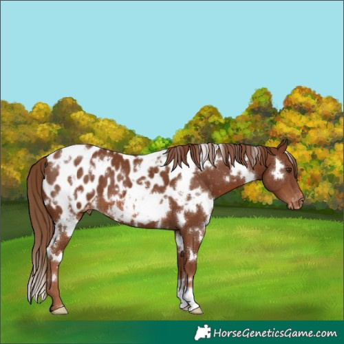 Horse Color:White Spotted Chestnut Blanket 