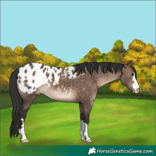 Horse Color:Brown Dun Appaloosa 