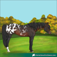 Horse Color:Brown Appaloosa Rabicano 