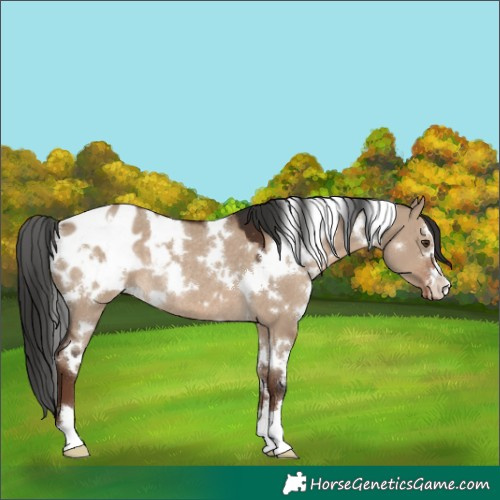 Horse Color:White Spotted Liver Red Dun Appaloosa Rabicano