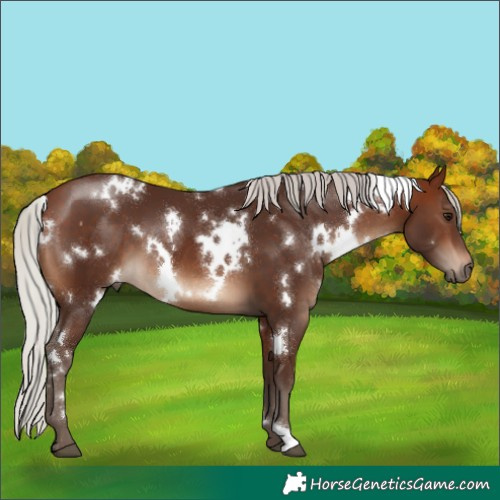 Horse Color:White Spotted Silver Brown