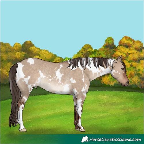 Horse Color:White Spotted Liver Red Dun Rabicano