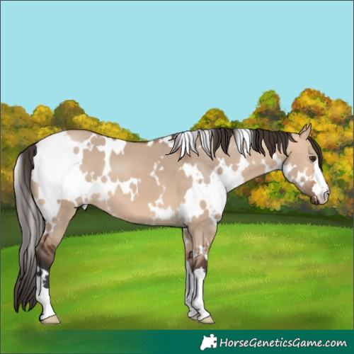 Horse Color:White Spotted Bay Dun 