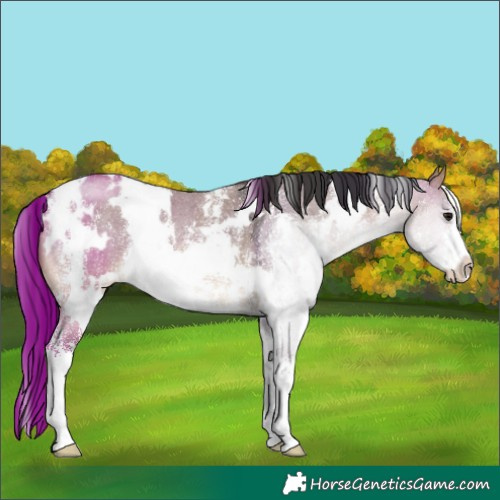 Horse Color:White Spotted Bay Dun Sabino 