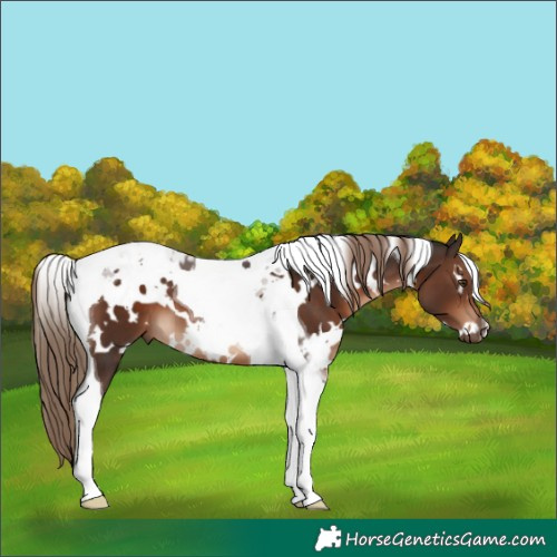 Horse Color:White Spotted Liver Chestnut Tobiano 