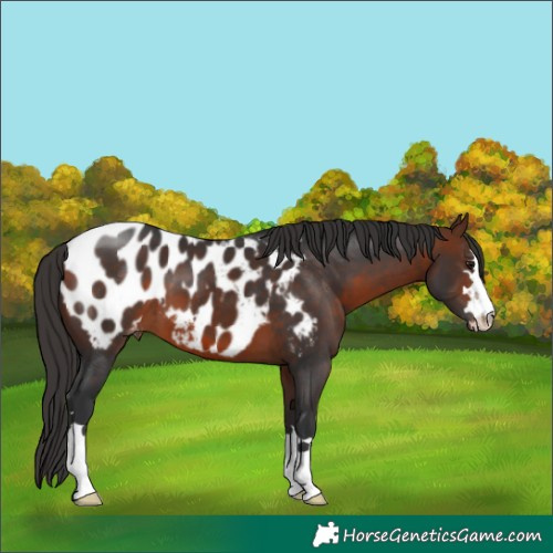 Horse Color:Bay Appaloosa