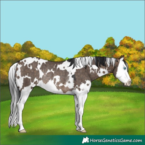 Horse Color:White Spotted Brown Dun Splash Rabicano