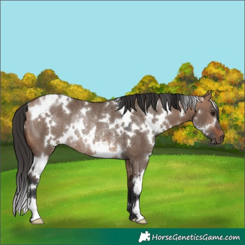 Horse Color:White Spotted Bay Dun Rabicano 