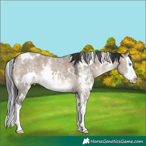 Horse Color:White Spotted Brown Dun Sabino Splash 
