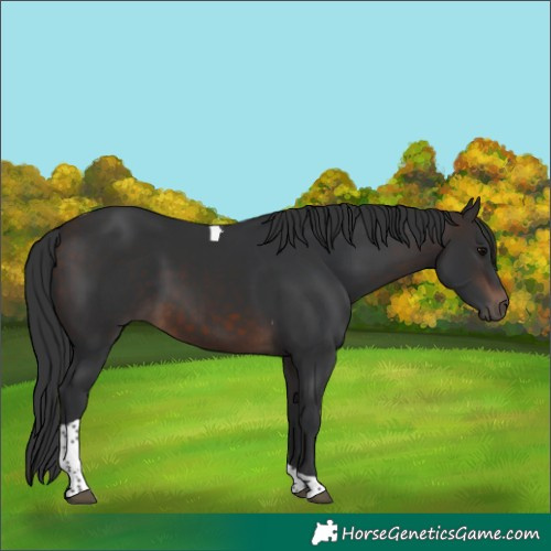 Horse Color:Brown Tobiano 