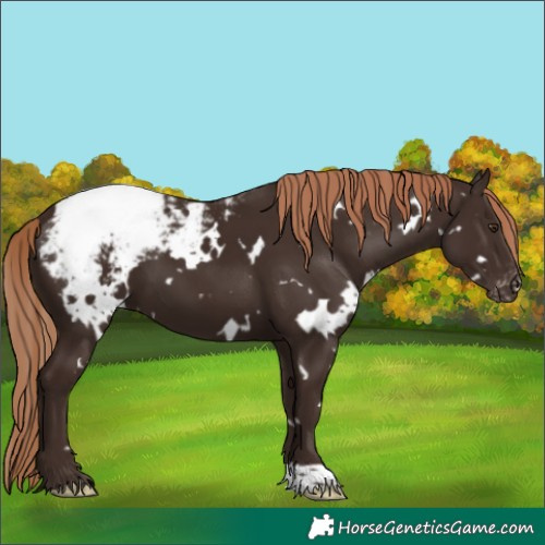 Horse Color:White Spotted Liver Chestnut Snowcap 